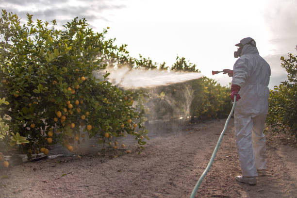 Reliable El Cerro Mission, NM Pest Control Solutions